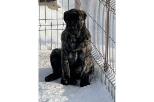 АЛАКСАР СВЕТ АТИКА