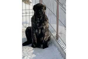 АЛАКСАР СВЕТ АТИКА