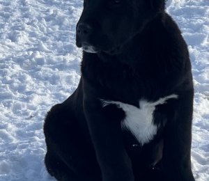 АЛАКСАР СВЕТ БАБЛ