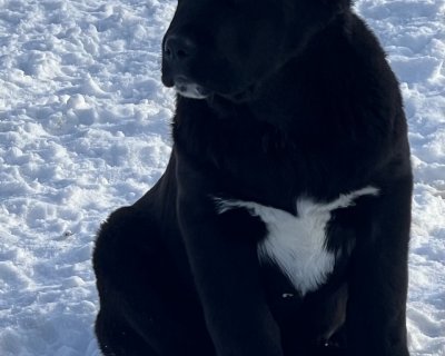 АЛАКСАР СВЕТ БАБЛ