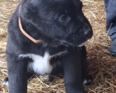 АЛАКСАР СВЕТ БАБЛ