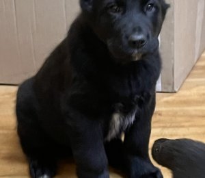 АЛАКСАР СВЕТ БАКСТЕР