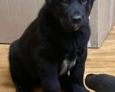 АЛАКСАР СВЕТ БАКСТЕР