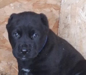 АЛАКСАР СВЕТ БАРОН