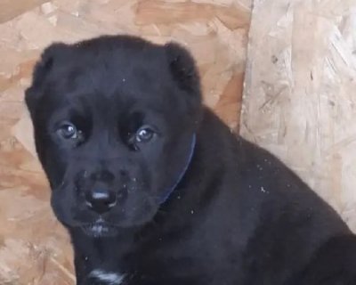 АЛАКСАР СВЕТ БАРОН