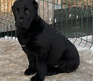 АЛАКСАР СВЕТ БАРТИ