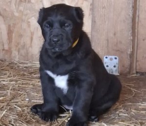 АЛАКСАР СВЕТ БАРТИ