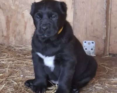 АЛАКСАР СВЕТ БАРТИ