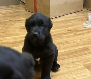 АЛАКСАР СВЕТ БАЯ