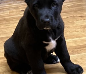 АЛАКСАР СВЕТ БЕККИ