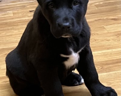 АЛАКСАР СВЕТ БЕККИ