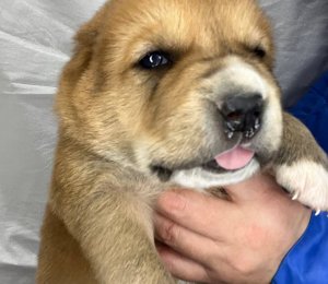 АЛАКСАР СВЕТ ЭДАН