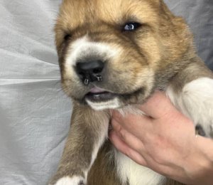 АЛАКСАР СВЕТ ЭДВИГ