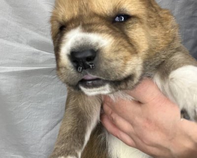 АЛАКСАР СВЕТ ЭДВИГ