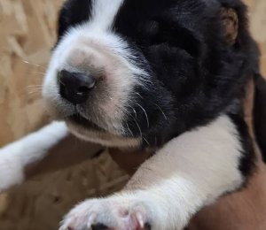 АЛАКСАР СВЕТ ЭДЖИЛ