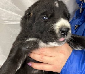 АЛАКСАР СВЕТ ЭЙВЕРИ