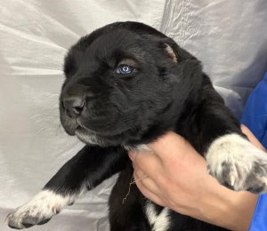 АЛАКСАР СВЕТ ЭЛЬ-ГРАЦИЯ