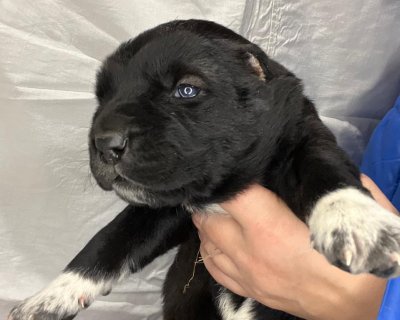 АЛАКСАР СВЕТ ЭЛЬ-ГРАЦИЯ