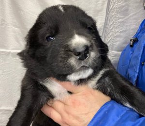 АЛАКСАР СВЕТ ЭЛЬФРИДА