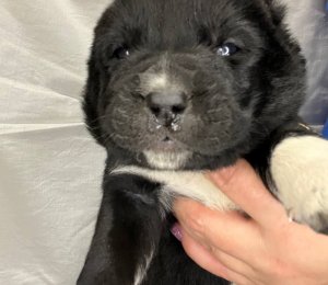 АЛАКСАР СВЕТ ЭРБАХ