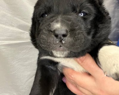 АЛАКСАР СВЕТ ЭРБАХ