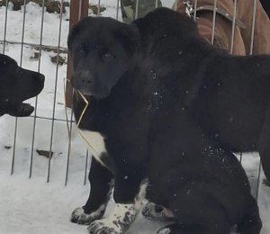 АЛАКСАР СВЕТ ЭРБАХ