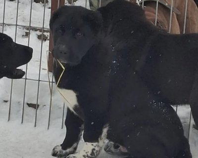 АЛАКСАР СВЕТ ЭРБАХ