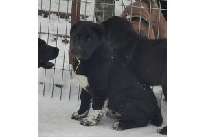 АЛАКСАР СВЕТ ЭРБАХ