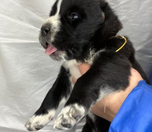 АЛАКСАР СВЕТ ЭРВИН