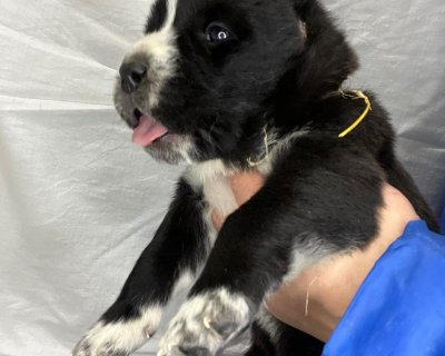 АЛАКСАР СВЕТ ЭРВИН