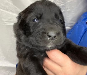 АЛАКСАР СВЕТ ЭШЛИ ГРИН