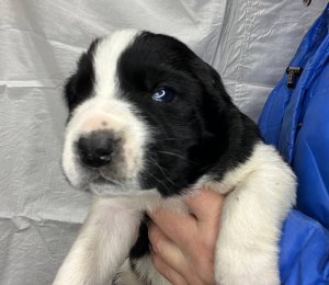 АЛАКСАР СВЕТ ЭВАЛЬДА