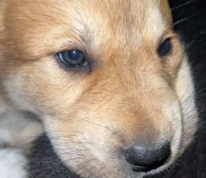 АЛАКСАР СВЕТ ЭВРИДИКА