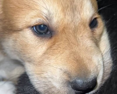 АЛАКСАР СВЕТ ЭВРИДИКА