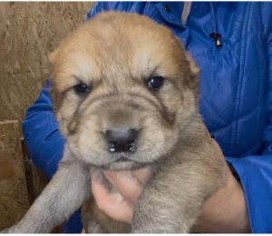 АЛАКСАР СВЕТ ЭВРИДИКА