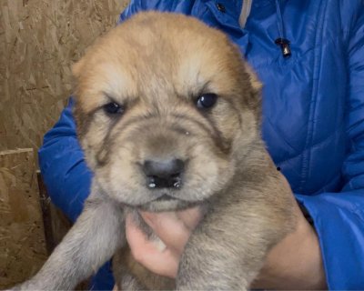 АЛАКСАР СВЕТ ЭВРИДИКА