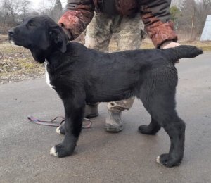 АЛАКСАР СВЕТ ЛАВИНИЯ (НИЯ)