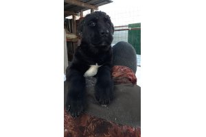 АЛАКСАР СВЕТ САБИНА