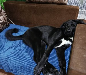 АЛАКСАР СВЕТ ШАХИНУР ГЕСТИЯ (ГЕСТИЯ)