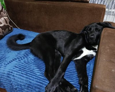 АЛАКСАР СВЕТ ШАХИНУР ГЕСТИЯ