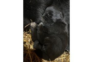 АЛАКСАР СВЕТ ШАХИНУР ГЕСТИЯ (ГЕСТИЯ)