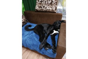 АЛАКСАР СВЕТ ШАХИНУР ГЕСТИЯ (ГЕСТИЯ)