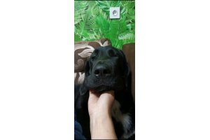 АЛАКСАР СВЕТ ШАХИНУР ГЕСТИЯ (ГЕСТИЯ)