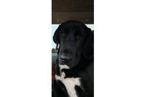 АЛАКСАР СВЕТ ШАХИНУР ГЕСТИЯ (ГЕСТИЯ)