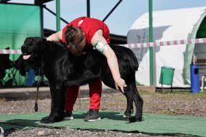 АЛАКСАР СВЕТ ТРИКСИ (ТРИКСИ)