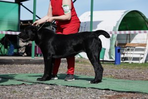 АЛАКСАР СВЕТ ТРИКСИ (ТРИКСИ)