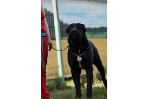 АЛАКСАР СВЕТ ТРИКСИ (ТРИКСИ)