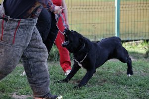 АЛАКСАР СВЕТ ТРИКСИ (ТРИКСИ)