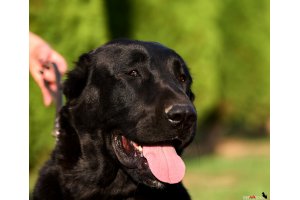 АЛАКСАР СВЕТ ТРИКСИ (ТРИКСИ)