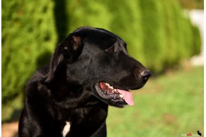 АЛАКСАР СВЕТ ТРИКСИ (ТРИКСИ)